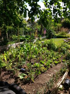 veg patch
